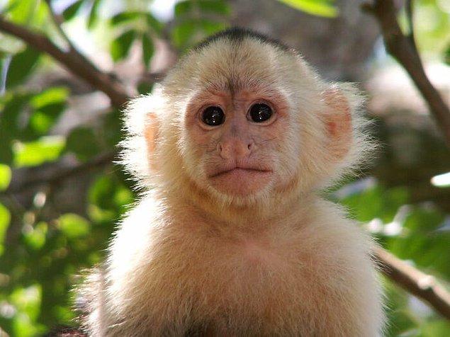 21. Maymunlar çok tatlı ve yaramazlar...