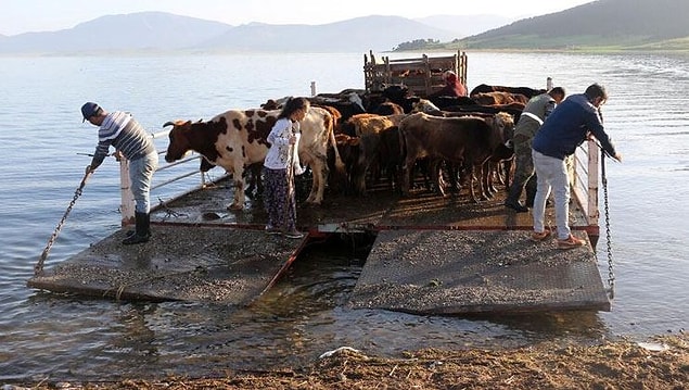 Hayvanlarını Gölde Kayıklarla Çekiyorlar
