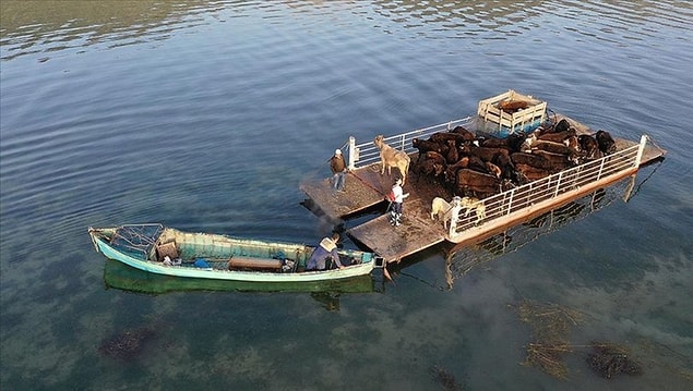 Mada Adası Sakinleri Yaylalara Gitmeye Hazırlar