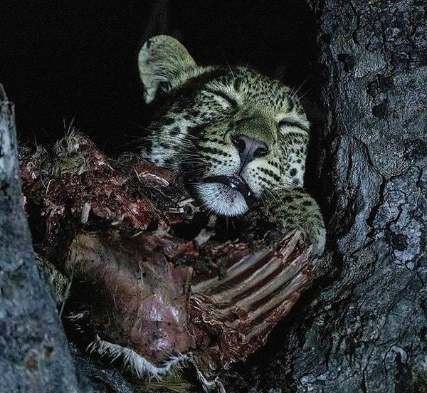 3. Avıyla beraber uyuyan bir leopar: