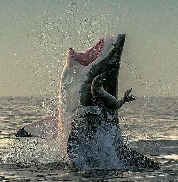 7. Büyük beyaz köpekbalığı avını çok az bir farkla kaçırırken: