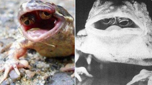 14. Genetik bir mutasyondan dolayı gözleri ağzının içinde olan kurbağa: