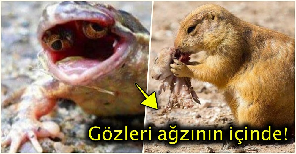 Doğanın Korkutucu Yüzünü İliklerinize Kadar Hissetmenize Sebep Olacak Birbirinden Ürkütücü 15 Yeni Fotoğraf