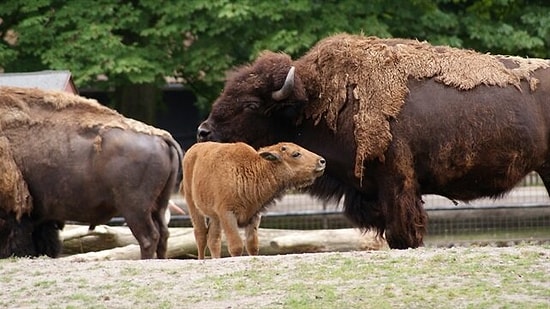 Amaç Sürü Büyüklüğünün Küçültülmesi: ABD 400 Bizonu Öldürecek Gönüllü Arıyor