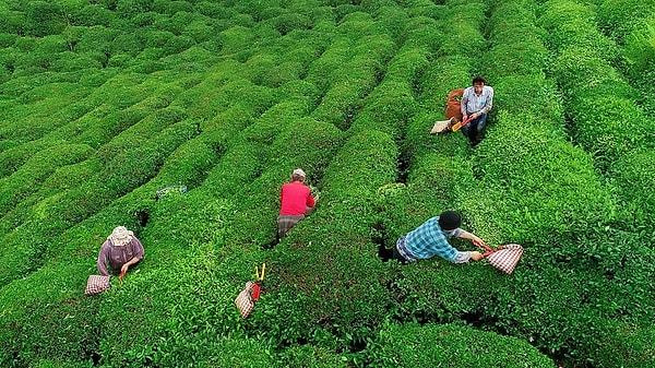Dünyanın en doğal çayı olmasına rağmen çay ithal ediliyor