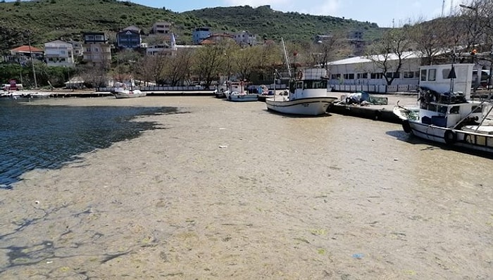 Deniz Salyası Her Yeri Kapladı: Bu Yıl Marmara'da Denize Girilebilecek mi?