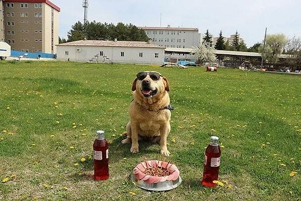 1. Jandarmanın biricik arkadaşı iz takip köpeği Hisar'ın emeklilik kutlaması.