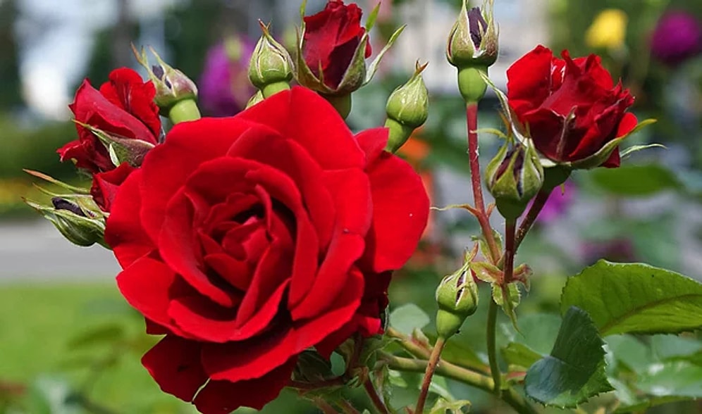 Yeni ve Resimli Hıdırellez Mesajları: Hıdırellez Nedir, Nasıl Kutlanır?