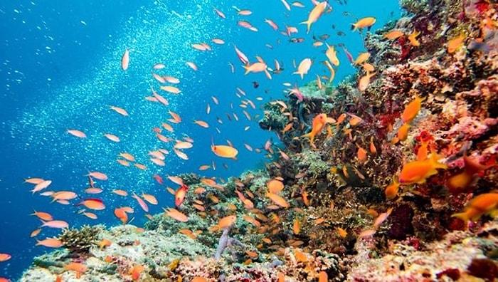 Küresel Isınma ile Mücadelede Yeni Umut: Endonezya’da 40 Bin Metrekarelik Mercan Resifi Hayata Döndürüldü