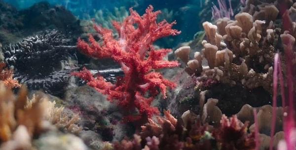 Dünyanın en büyük mercan kurtarma projesi