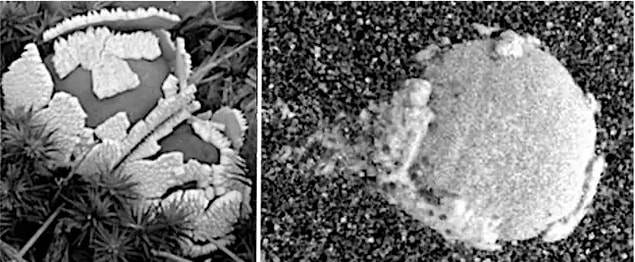 Mars'taki hayat mantarlara bağlı olabilir mi?
