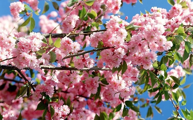 Pembe!