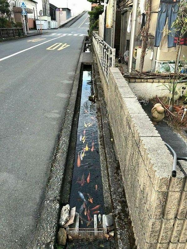 3. Shimabara şehrinde sokak drenaj kanallarında, su o kadar temiz ki içinde Koi balıkları yaşıyor.