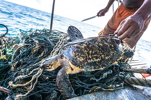 Plastik Kirliliği Akdeniz’de Kimyasal Düzeylere Ulaştı: Caretta Carettalar Birer Birer Ölüyor