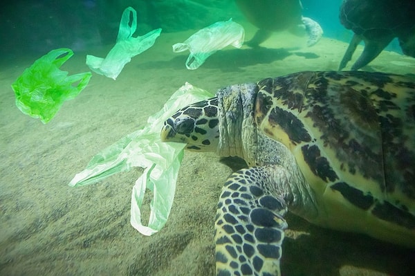 'Kaplumbağalar, plastik atıkları gerçek yiyeceklerle karıştırıyorlar'