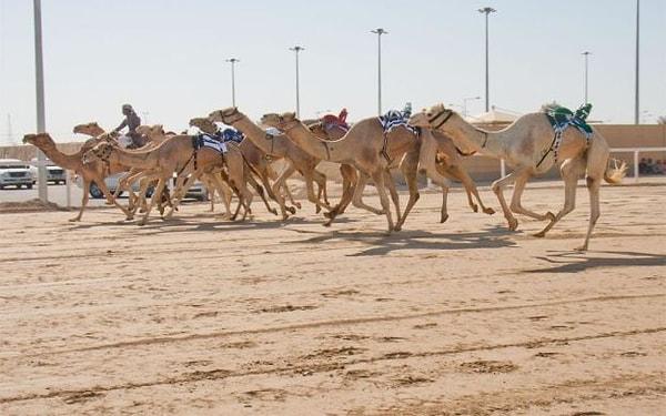 14. En büyük eğlenceleri deve yarışlarıdır ve develerin bir tanesi ortalama 400 bin dolardır.