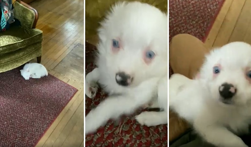 İşitme Engeli Olduğu İçin İnsan Dostunun Eve Geldiğini Fark Etmeyen Köpeğin İçinizi Isıtacak Görüntüleri