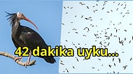 Gökyüzünde Binlerce Kilometre Uçan Göçmen Kuşların Nasıl Uyuduğunu Öğrendiğinizde Bi' Parça Kıskanacaksınız