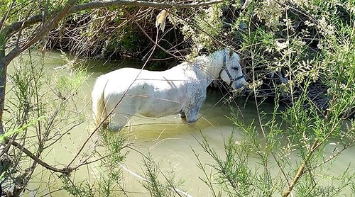 Çay Yatağına Bağlanıp Ölüme Terk Edilen 2 At Kurtarıldı