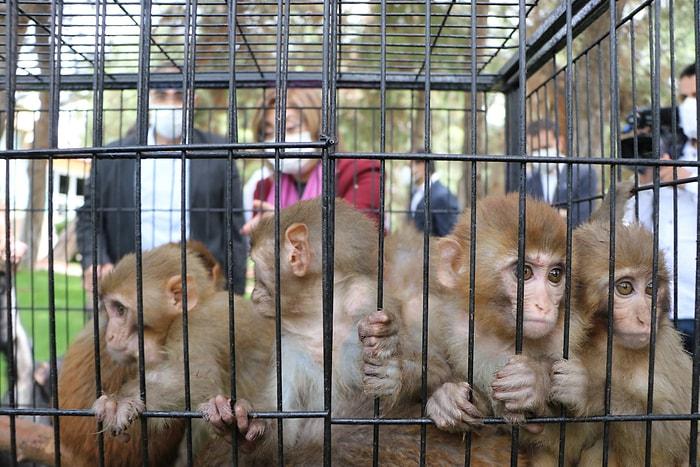 Sınırda Ele Geçirilen 12 Maymun, Gaziantep Hayvanat Bahçesi'ne Getirildi