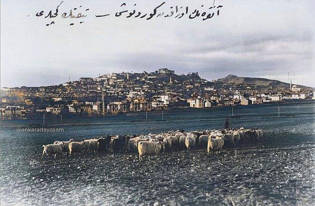 3. Cebeci çayırında tiftik keçilerini otlatan çoban