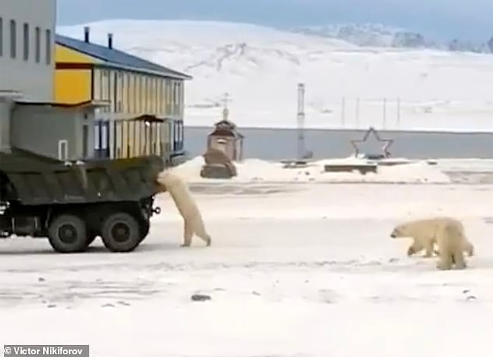Белый медведь преследует военный грузовик, наполненный пищевыми отходами с российской военной базы (видео)