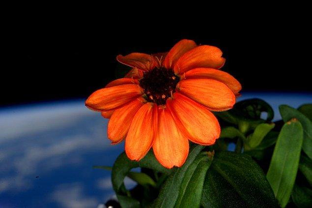 6. Uluslararası Uzay İstasyonu'nda, yani uzayda yetiştirilen ilk çiçek.