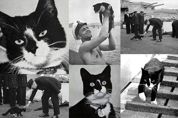 8. Fotoğrafta gördüğünüz kedinin adı Oscar, bu kedi biri Alman, iki İngiliz olmak üzere üç savaş gemisinde görev yaptı ve gemilerin hepsi II. Dünya Savaşı sırasında battı. Kedi, kurtarılıncaya kadar batan gemiden kalan ahşap kalasların üzerinde yüzerek hayatta kaldı. Oscar artık 'Batmayan Sam' olarak biliniyor.