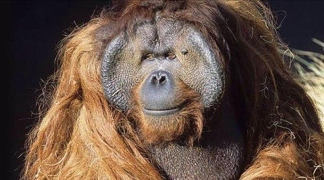 10. Ken Allen, hayatı boyunca San Diego Hayvanat Bahçesi'nde yaşamış bir orangutandı. Ken'in ünlü olma nedeni, kendisinin tam bir kaçış ustası olması...