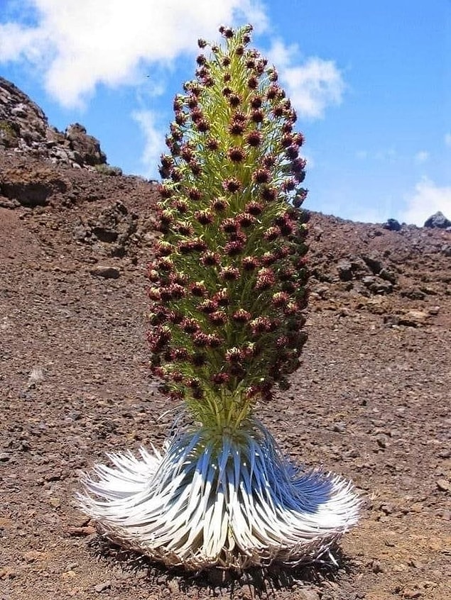 12. Mauna Kea silversword çiçeği yalnızca Hawaii'nin Mauna Kea yanardağı çevresinde bulunuyor. Bu bitkinin bu kadar eşsiz olmasının sebeplerinden biri, hiç çiçek açmadan 30 yıla kadar yaşayabilmesidir.
