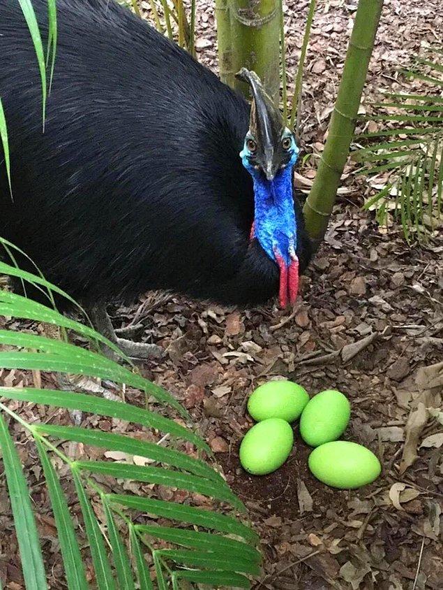 13. İnsanları öldürmesiyle bilinen, dünyanın en ölümcül kuşu olan Cassowary cinsinin yumurtaları yeşil renklidir.