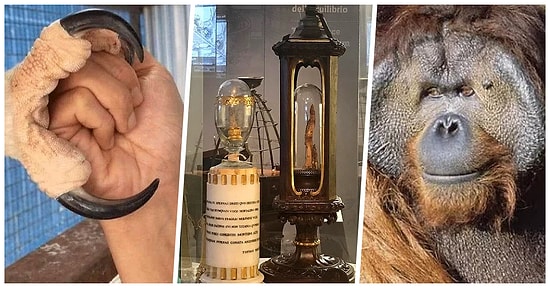 Sıkılanları Buraya Alalım! Akıllara Durgunluk Veren Birbirinden İlginç 21 Bilgi