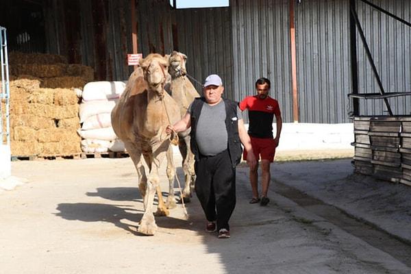 Çiftliklerin önemli gelir kaynakları arasında yer alan deve sütü, litresi 100 liradan alıcı buluyor.