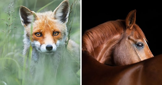 Премия Sony National & Regional Photography в области фотографии объявила 15 победителей конкурса