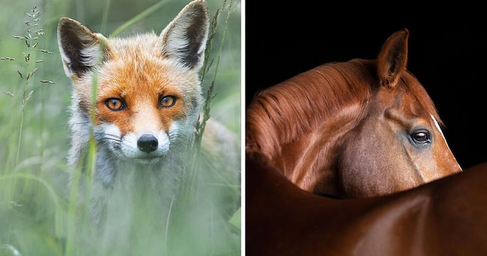 Премия Sony National & Regional Photography в области фотографии объявила 15 победителей конкурса