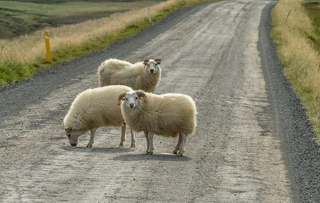 13. "Yeni Zelanda'da bulunan yollarda sürekli koyunlar dolaşmıyor."