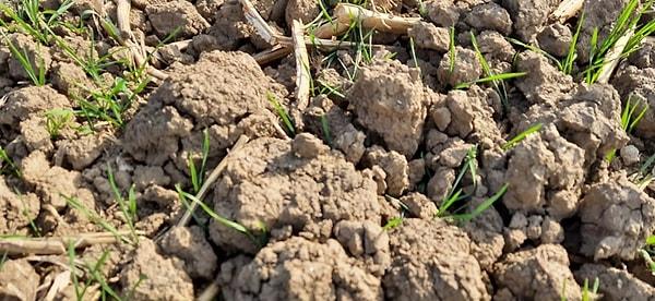 Büyük Menderes Havzası'nda da son 50 yılın en kurak döneminin yaşandığına da dikkat çekilen raporda, yağışlarda geçen yıla göre yüzde 24 azalma meydana geldiği vurgulandı.
