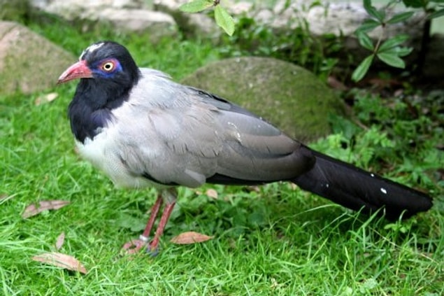 27. Şeritli Guguk Kuşu