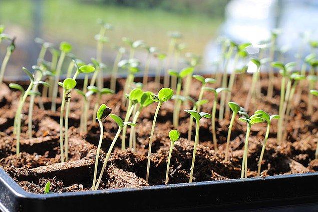 1. Bahçende ya da balkonunda kendi sebzelerini yetiştirebilirsin...