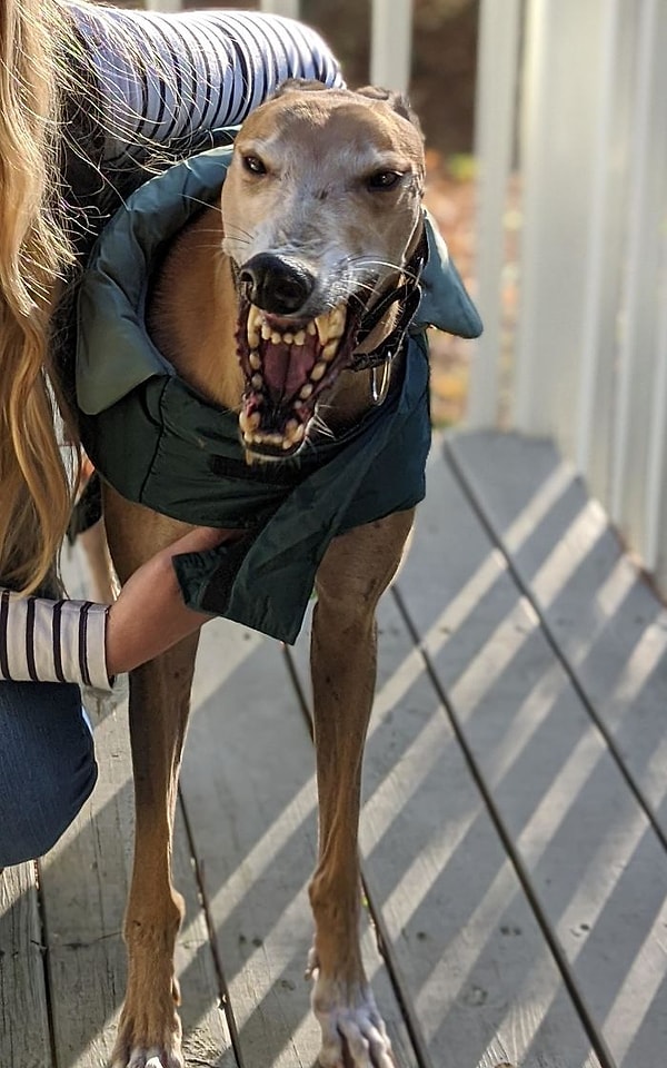 12. Когда собака зевает