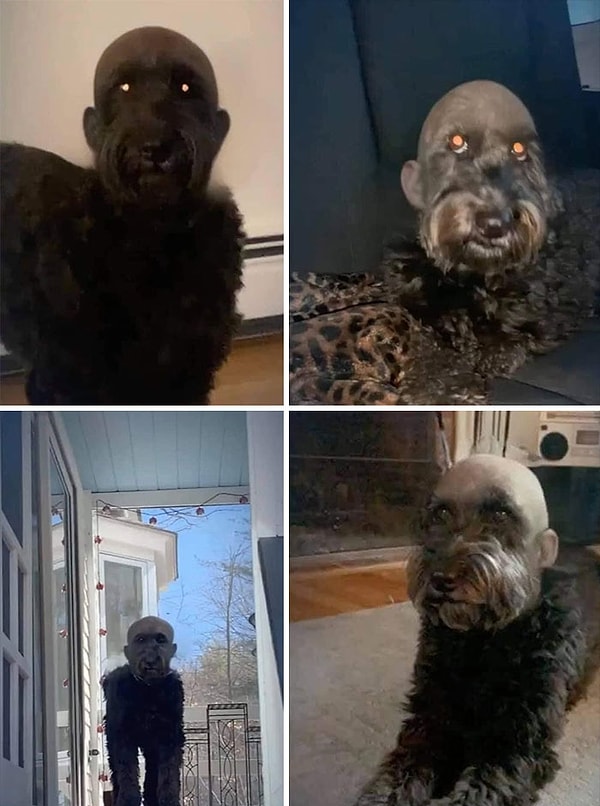 13. Просто собака с фильтром лысой головы