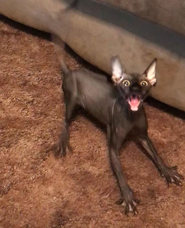 23. Чипсекииии