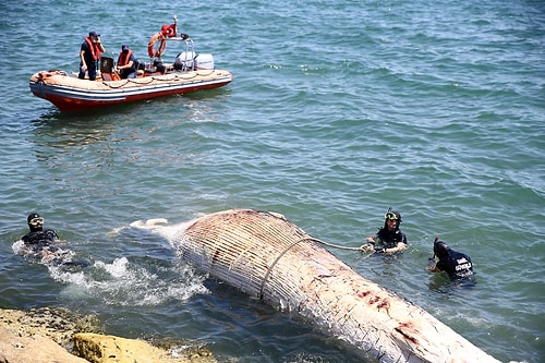 Dünyadaki En Büyük İkinci Tür: Mersin Sahiline 14 Metrelik Oluklu Balina Vurdu