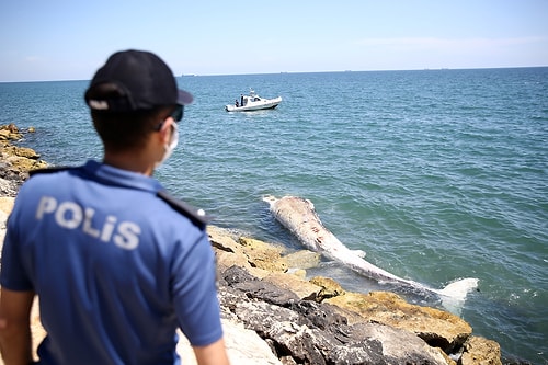 Dünyadaki En Büyük İkinci Tür: Mersin Sahiline 14 Metrelik Oluklu Balina Vurdu