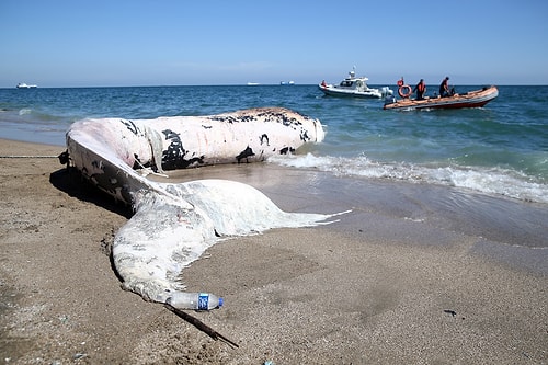 Dünyadaki En Büyük İkinci Tür: Mersin Sahiline 14 Metrelik Oluklu Balina Vurdu