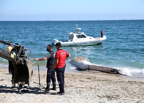 Dünyadaki En Büyük İkinci Tür: Mersin Sahiline 14 Metrelik Oluklu Balina Vurdu