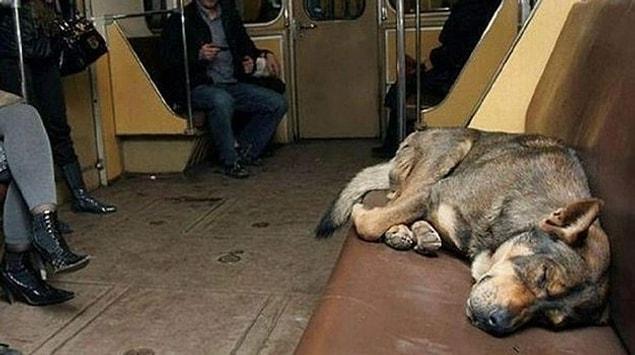 5. Köpekler metro güzergahlarını ezbere biliyor.