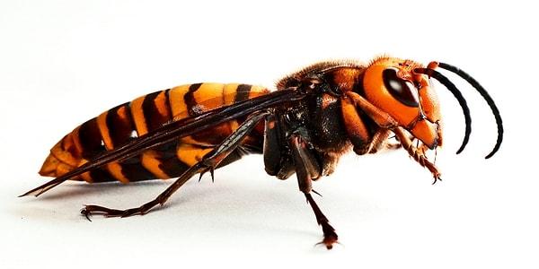 2. Dev Asya eşek arısı. Eğer arılardan halihazırda korkuyorsanız bundan çok daha fazla korkmanız gerekiyor.  Vücut uzunluğu 5 cm, iki kanat arası uzunluğu 7.5 cm olan bu arıların 6 cm'lik bir de tatlı iğnesi bulunuyor...