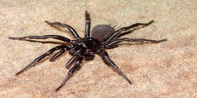 4. Sidney huni ağ örümceği. Acı dolu ısırıkları son derece zehirli olan bu örümcek türü, 5 santime kadar olan vücut uzunluğuyla insanı ısırması halinde kas seğirmesi, bilinç kaybı, nefes almada güçlük, yönelim kaybı gibi etkilere sebep oluyor.