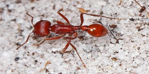 9. Kırmızı Ekin Karıncası. 5-7 milimetre boyutuna sahipler. Bir kırmızı ekin karıncasının kolonisini rahatsız ederseniz size saldıracak yüzlerce, binlerce karıncanın saatler süren çok ağrılı ve şişliğe sebep olan ısırıklarından muzdarip olabilirsiniz. Ağır vakaların alerjik reaksiyona sebebiyet vererek ölüme götürebildiği söylenmiş.